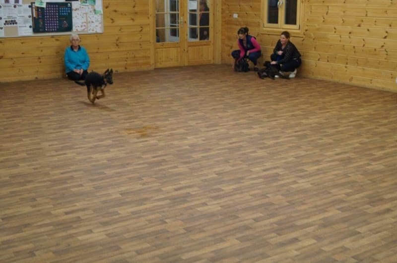 crestadogclub.seesite.biz_--_721182632